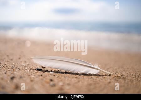 White gull feather on the beach. Summer vibes Stock Photo