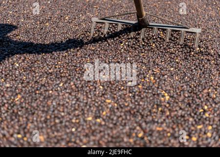 Hands of local farmer scattering green natural coffee beans for drying in the sun, Panama, Central America - stock photo Stock Photo