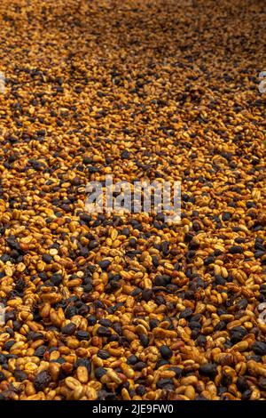 Arabica honey tipe green coffee beans drying in the sun, Panama, Central America - stock photo Stock Photo