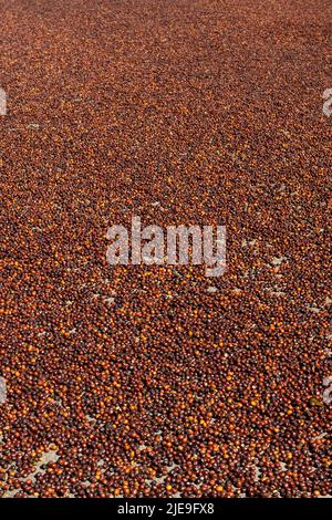 Arabica natural green coffee beans drying in the sun, Panama, Central America - stock photo Stock Photo