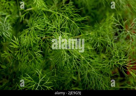 Branches of growing fresh dill close-up Stock Photo