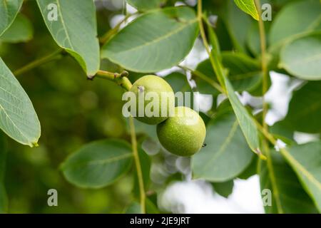 Walnut tree with green nuts and foliage in summer. Food in the wild. Close-up Stock Photo