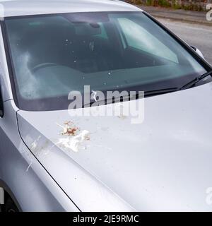 Seagull droppings on the bonnet of a car Stock Photo