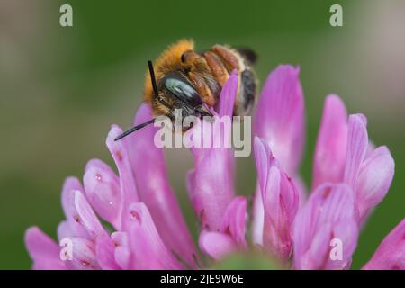 Wollbiene am Rotklee Stock Photo