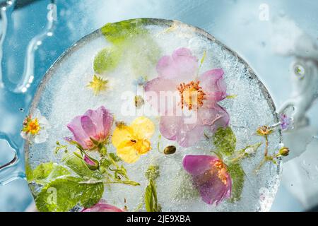 Abstract background of frozen multicolored flowers. Flowers in ice in the sunlight Flat lay Creative beauty backdrop Concept of cryotherapy Stock Photo