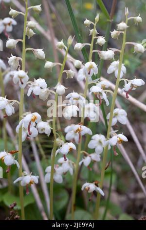 Pyrola rotundifolia, the round-leaved wintergreen flowers in close up Stock Photo