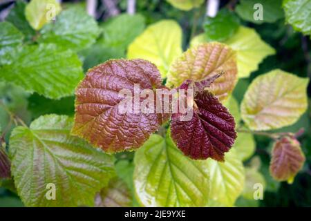 Overhead view to fresh new leaves of Corylus avellana Common Hazel tree in close up Stock Photo