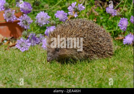 Hedgehog, Scientific name: Erinaceus Europaeus.  Close up of a wild, native, European hedgehog in Summertime with purple flowering Scabious. Facing le Stock Photo