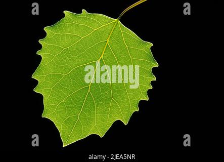 Big-toothed Aspen (Populus grandidentata) N. America, Summer Leaf, by Dembinsky Photo Assoc Stock Photo