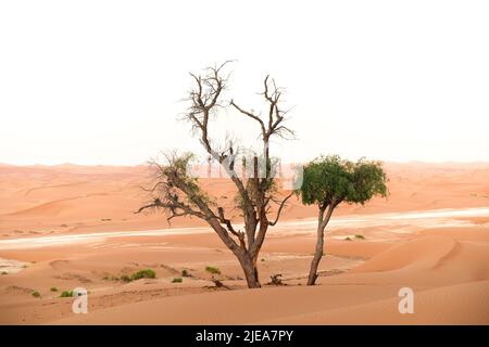 Honey Mesquite (prosopis glandulosa) tree in Al Wathba desert in Abu Dhabi, United Arab Emirates. Sand dunes and clear skies in the distance. Stock Photo