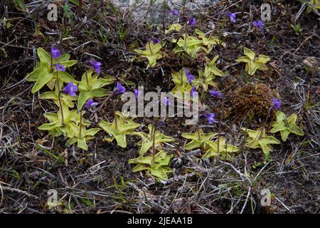 Common Butterworts in flower (Pinguicula vulgaris), growing in Alvar, North shore of Lake Huron, MI, USA, by Carol Dembinsky/Dembinsky Photo Assoc Stock Photo