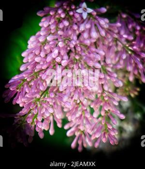 Common lilac Calgary Alberta Stock Photo