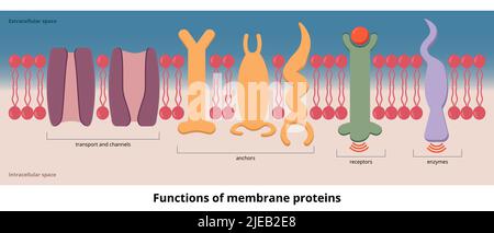 Functions of membrane proteins.Functions of protein visualization include transport, channels, receptors, and enzymes that are placed on cell membrane Stock Vector