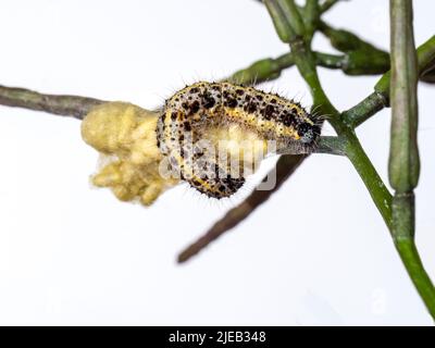Large White caterpillar with braconid wasp cocoons, probably Cotesia glomerata. Nature. Stock Photo
