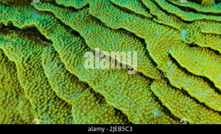 Red Sea, Egypt. 26th June, 2022. Details of the Lettuce coral or Yellow Scroll Coral (Turbinaria reniformis). Close-up of coral. Red sea, Egypt (Credit Image: © Andrey Nekrasov/ZUMA Press Wire) Stock Photo