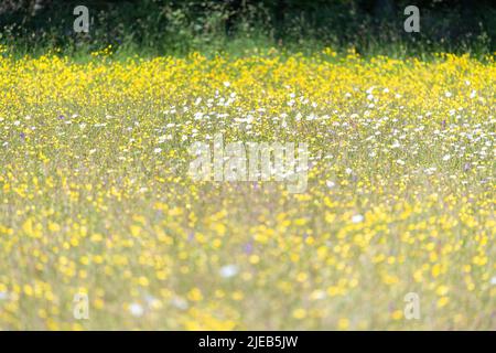 Buttercups and ox-eye daisies in wildflower meadow, England, UK Stock Photo