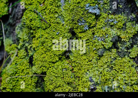 Green moss on bark tree closeup Stock Photo