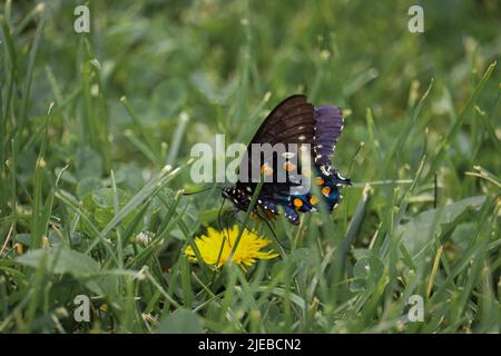 Pipevine swallowtail or Battus philenor feeding on a dandelion flower at Green Valley Park in Payson, Arizona. Stock Photo