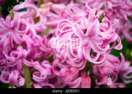 Hyacinth pink surprise dutch hyacinth, pink rose pearl hyacinth. Spring flowers. Closeup texture of romantic pink flowers Stock Photo