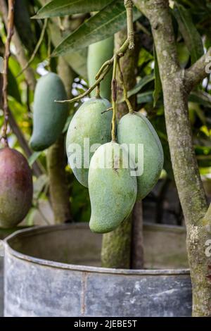 A bunch of raw green mangoes hanging on a young tree Stock Photo
