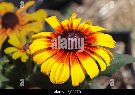 Close up of a gloriosa daisy or rudbeckia with a small bug in a garden in Payson, Arizona. Stock Photo