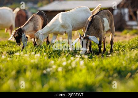 Cattle farming. Domestic goats in the eco farm. Goats eat fresh hay or grass on ecological pasture on a meadow. Farm livestock farming for the Stock Photo