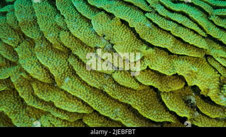 Red Sea, Egypt. 26th June, 2022. Details of the Lettuce coral or Yellow Scroll Coral (Turbinaria reniformis). Close-up of coral. Red sea, Egypt (Credit Image: © Andrey Nekrasov/ZUMA Press Wire) Stock Photo