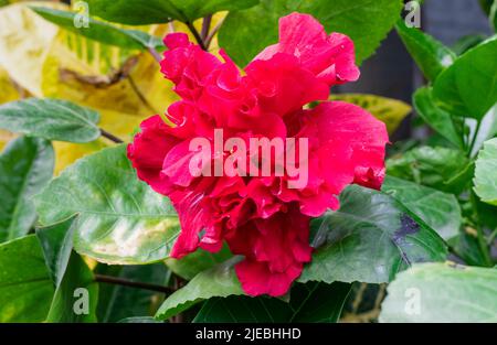 Fully bloomed red hibiscus rosa sinensis or chinese rose flower close up in the garden Stock Photo