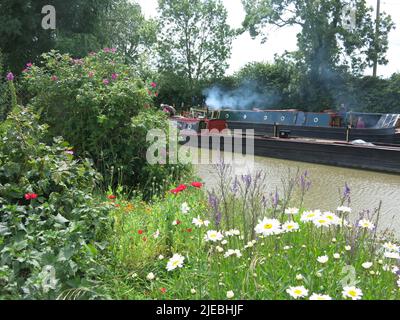 Pastoral scene on England's waterways: wild flowers grow by the Grand Union canal with narrowboats moored on the opposite bank. Stock Photo