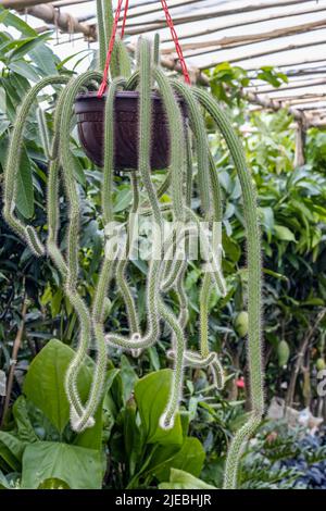 Hanging rat tail cactus inside of a botanical garden close up Stock Photo