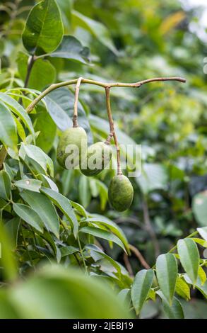 Young spondias mombin or hog plum fruit growing on the tree close up Stock Photo