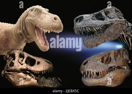 Dinosaur fossil - Tyrannosaurus Rex Stock Photo