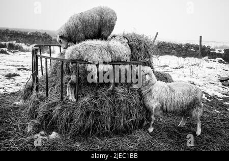 sheep feeding near digley reservoir Stock Photo