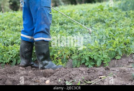 A farmer applying insecticides to his potato crop. The use of chemicals in agriculture. Fight against fungal infections and insects. A man sprays pest Stock Photo