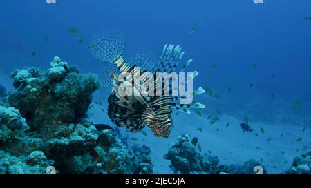 Red Sea, Egypt. 26th June, 2022. Common Lionfish or Red LionfishÂ (Pterois volitans) swim near coral reef. Red sea, Egypt (Credit Image: © Andrey Nekrasov/ZUMA Press Wire) Stock Photo