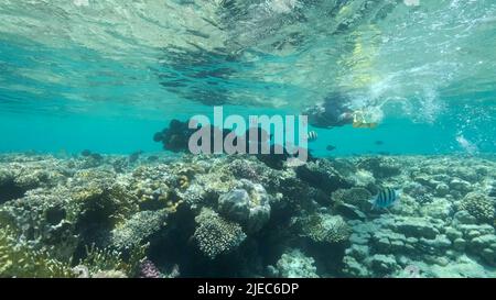 Red Sea, Egypt. 26th June, 2022. Woman in diving equipment swimming on the surface of the water and looks at on shoal of Sailfin Tang fish. Female snorkeler swims underwater and looking on underwater world. Red sea Egypt (Credit Image: © Andrey Nekrasov/ZUMA Press Wire) Stock Photo