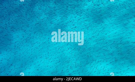 Red Sea, Egypt. 26th June, 2022. Massive school of small fish swims over sandy bottom background. Shoal of Silver-stripe round herring, slender sprat, or Kibinago minnow (Spratelloides gracilis) Red sea, Egypt (Credit Image: © Andrey Nekrasov/ZUMA Press Wire) Stock Photo