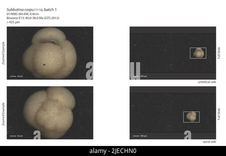 Subbotina corpulenta (Subbotina, 1953 Stock Photo - Alamy