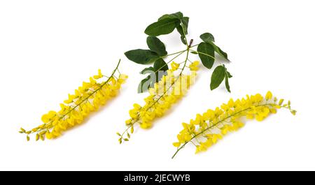 Golden chain flowers  isolated on white background Stock Photo