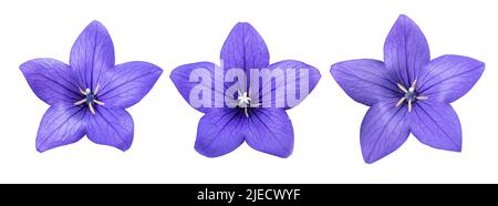 Balloon flowers  isolated on white background Stock Photo