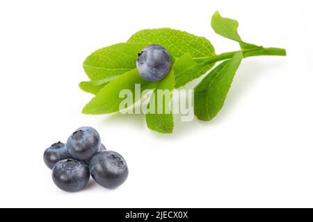 Blueberry sprig with fruits isolated on white Stock Photo