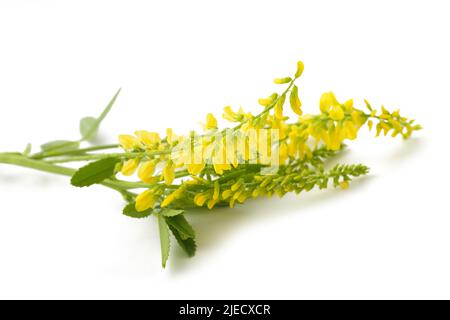 Melilotus officinalis (Yellow Sweet Clover) isolated on white Stock Photo