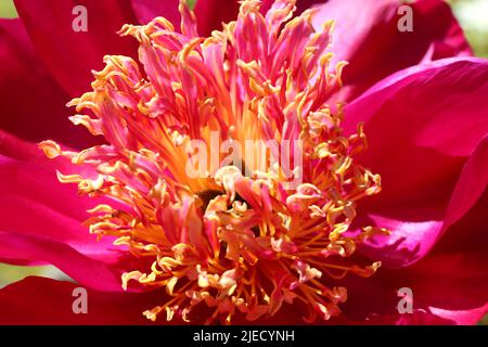Peony 'Cuckoo's Nest'. close up of vivid red, pink and yellow stamen. Beautiful. Stock Photo