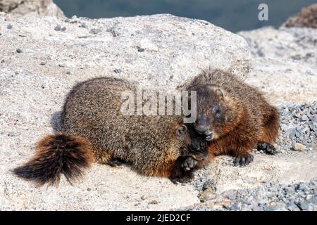 Two Yellow-bellied Marmot Playing on a Rock near Yellowstone Lake Stock Photo