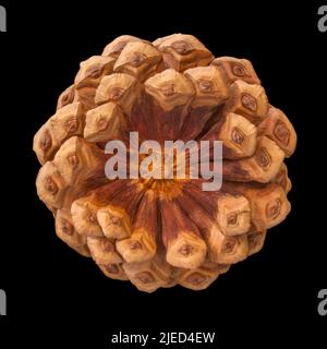 Ponderosa Pine tree pine cone Stock Photo