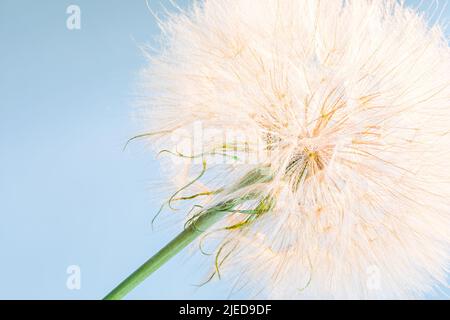 Big dandelion in the sunlight on a background of sky Stock Photo