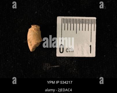 Goniatites sp. Stock Photo