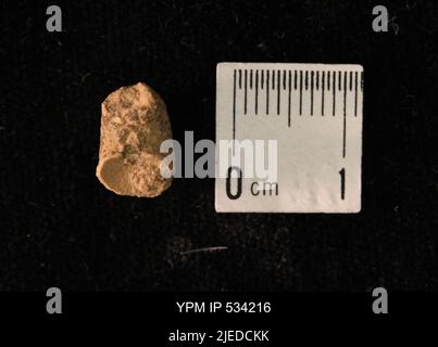Goniatites sp. Stock Photo