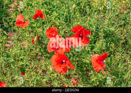 Close-up of the seed pods and red-pink flowers of Papaver somniferum plants grown in Slavakia. Stock Photo