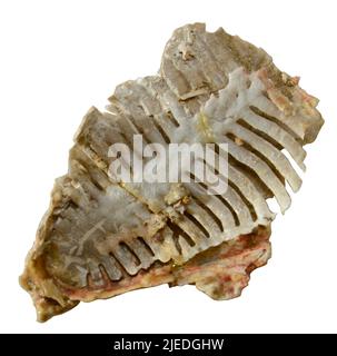 Leptodus nobilis americanus Girty. Stock Photo